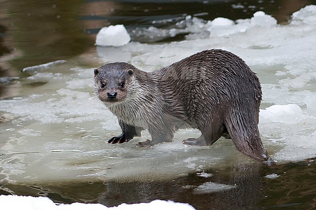 European Otter (Lutra Lutra) playing in the snow stock-image by Agami/Han Bouwmeester,