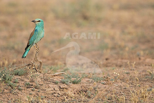 Adult Eastern European Roller, Coracias garrulus semenowi, in Tajikistan. stock-image by Agami/Ralph Martin,