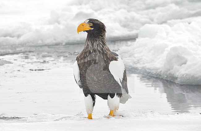 The Steller's Sea Eagle (Haliaeetus pelagicus) is one of the most impressive birds on our planet. It breeds in eastern Russia and winters in Russia, Korea and Japan. This photo is taken at Hokkaido, Japan, where large flocks of birds feed off the floating ice. stock-image by Agami/Eduard Sangster,
