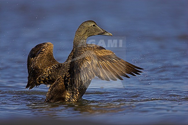 Eider vrouwtje; Common Eider female stock-image by Agami/Menno van Duijn,