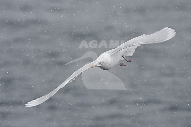 Volwassen Grote Burgemeester in vlucht; Adult Glaucous Gull in flight stock-image by Agami/Jari Peltomäki,