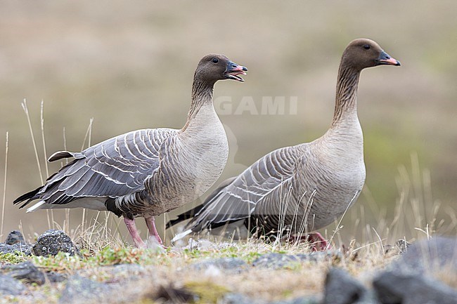 Pink-footed Goose (Anser brachyrhynchus), couple standing on the ground, Northwestern Region, Iceland stock-image by Agami/Saverio Gatto,