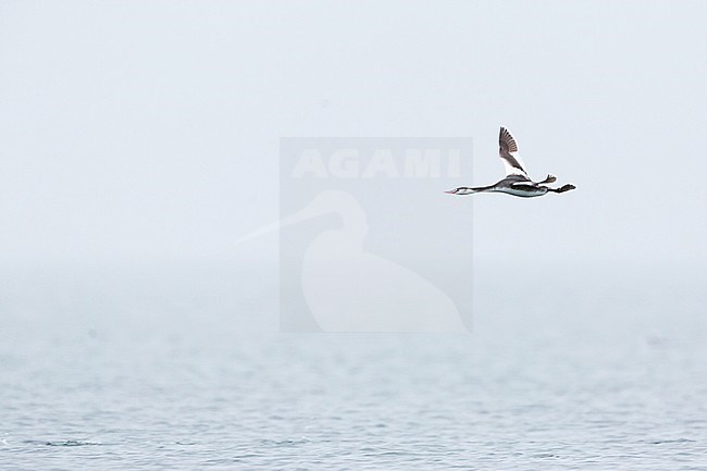 Winter plumaged Great Crested Grebe’s (Podiceps cristatus cristatus) migrating over the North Sea in Germany (Mecklenburg-Vorpommern). stock-image by Agami/Ralph Martin,