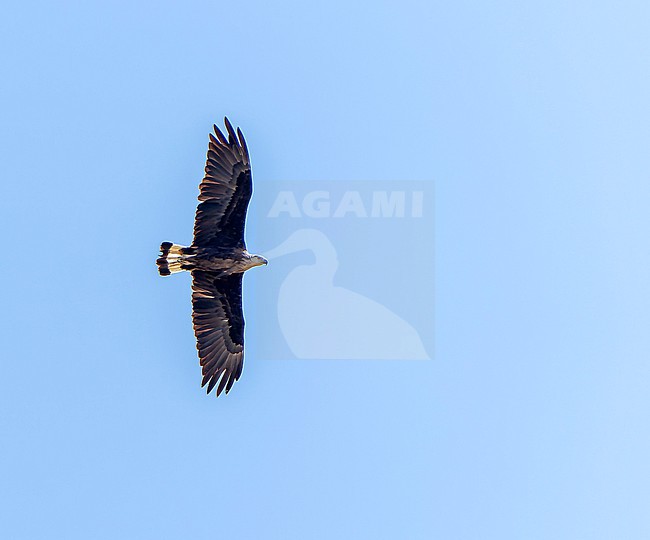 Endangered Pallas's fish eagle (Haliaeetus leucoryphus) in Mongolia. stock-image by Agami/Dani Lopez-Velasco,