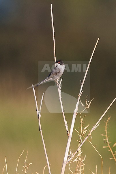Sardinian Warbler - Samtkopfgrasmücke - Sylvia melanocephala ssp. melanocephala, Cyprus stock-image by Agami/Ralph Martin,