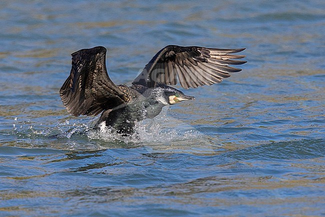 Great Cormorant (Phalacrocorax carbo sinensis), adult landing on the water, Campania, Italy stock-image by Agami/Saverio Gatto,