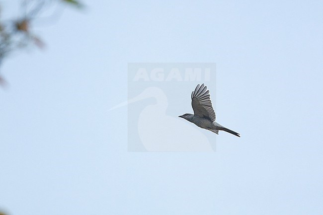 Indian Cuckooshrike (Coracina macei) in flight at Kanha National Park, India stock-image by Agami/Helge Sorensen,