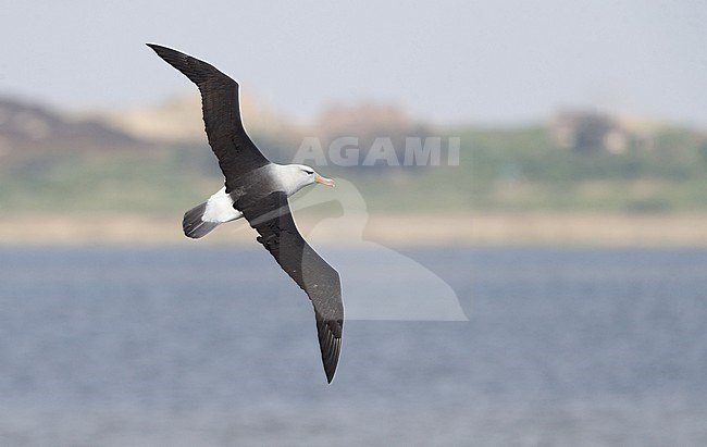 Black-browed Albatross (Thalassarche melanophris) in flight over lake showing upside at Sylt, Germany stock-image by Agami/Helge Sorensen,