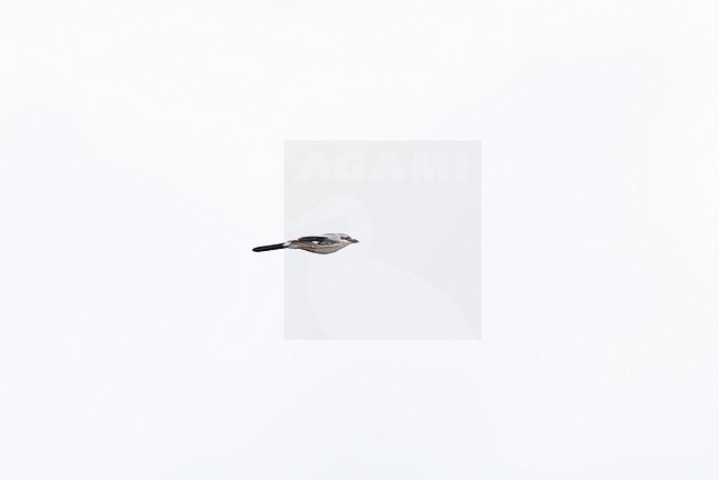  stock-image by Agami/Mathias Putze,
