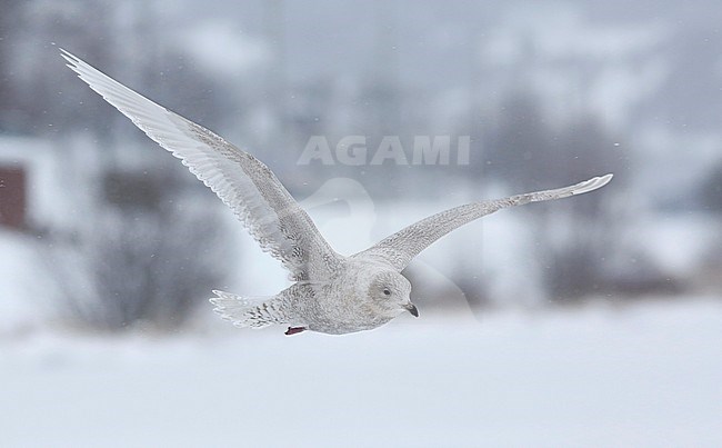 Kumliens Meeuw, Kumlien's Gull, Larus glaucoides kumlieni stock-image by Agami/Chris van Rijswijk,