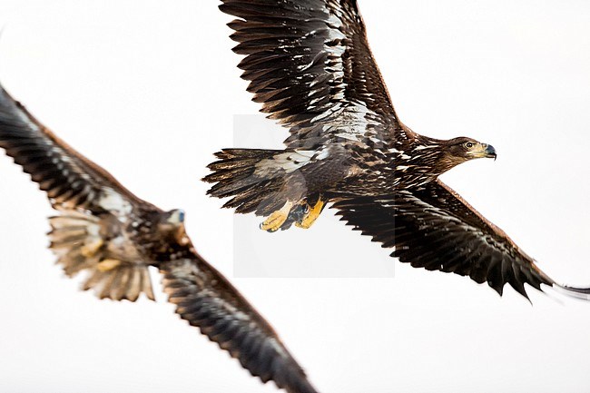 Zeearend, White-tailed Eagle stock-image by Agami/Bence Mate,