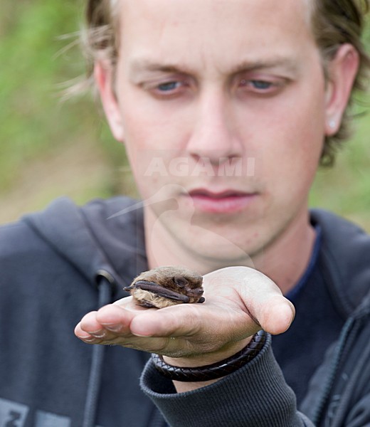 Vleermuisonderzoeker met ruige dwergvleermuis, Batresearcher with Nathusius' pipistrelle stock-image by Agami/Theo Douma,