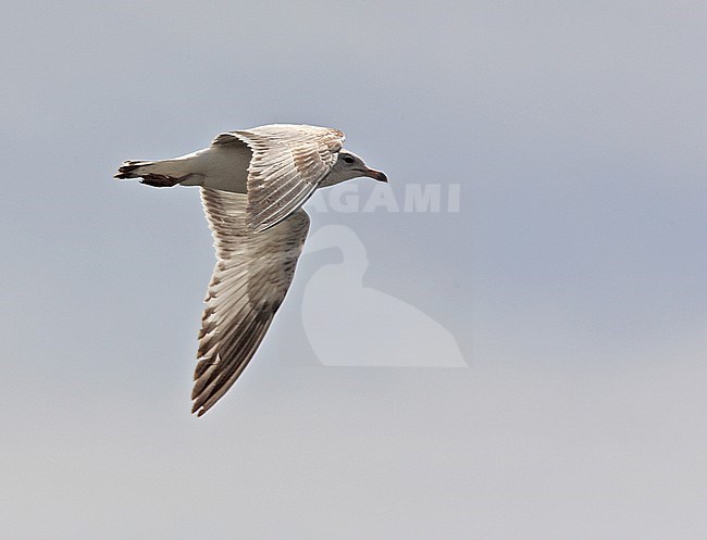 First-summer Ring-billed Gull (Larus delawarensis) in flight. stock-image by Agami/Andy & Gill Swash ,