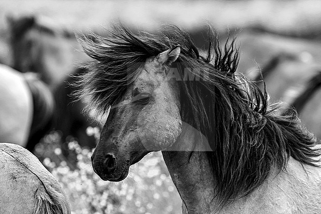Black-and-white image of a Konik Horse (Fratercula arctica) in the Oostvaardersplassen, a nature reserve in the Netherlands. stock-image by Agami/Eric Tempelaars,