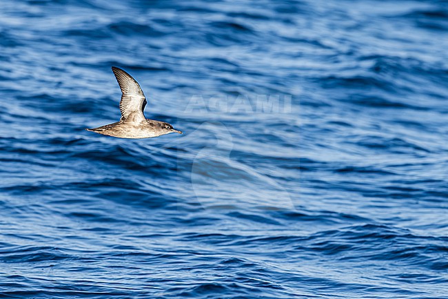  stock-image by Agami/Menno van Duijn,