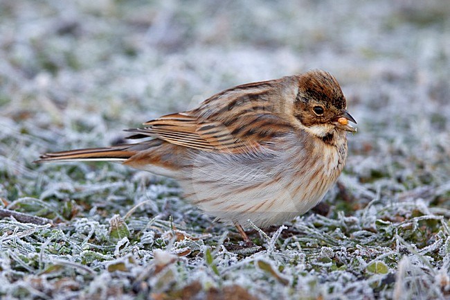 Rietgors foeragerend in berijpt gras; Reed Bunting feeding in frosty grass stock-image by Agami/Daniele Occhiato,