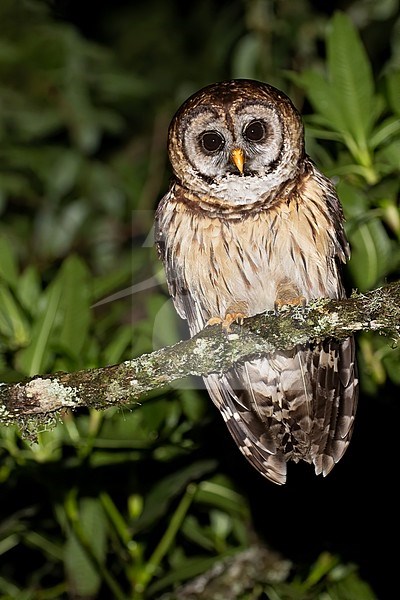 Fulvous Owl (Strix fulvescens) perched in the night on a branch in a rainforest in Guatemala. Also known as Guatemala barred owl. It is a resident of the cloud forests of Central America. stock-image by Agami/Dubi Shapiro,