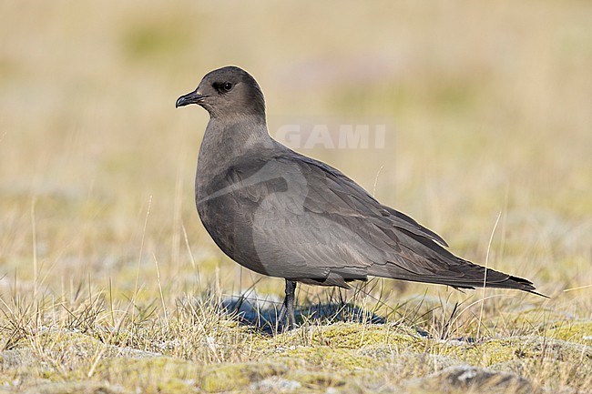 Parasitic Jaeger (Stercorarius parasiticus), side view of a dark morph adult standing on the ground, Southern Region, Iceland stock-image by Agami/Saverio Gatto,
