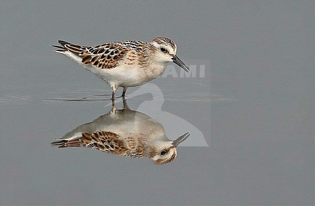 Little Stint, Calidris minuta, juvenile standing in the water, seen from the side. stock-image by Agami/Fred Visscher,
