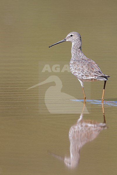 Stilt Sandpiper (Calidris himantopus) feeding in a pond in Puerto Rico stock-image by Agami/Dubi Shapiro,