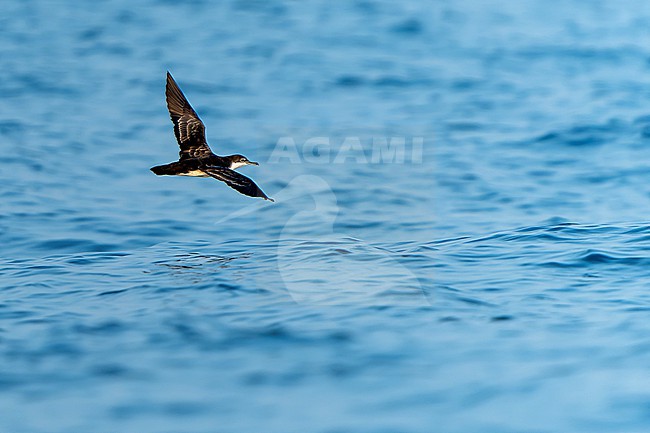 Flying Galapagos shearwater, Puffinus subalaris, off Mexico. stock-image by Agami/Dani Lopez-Velasco,