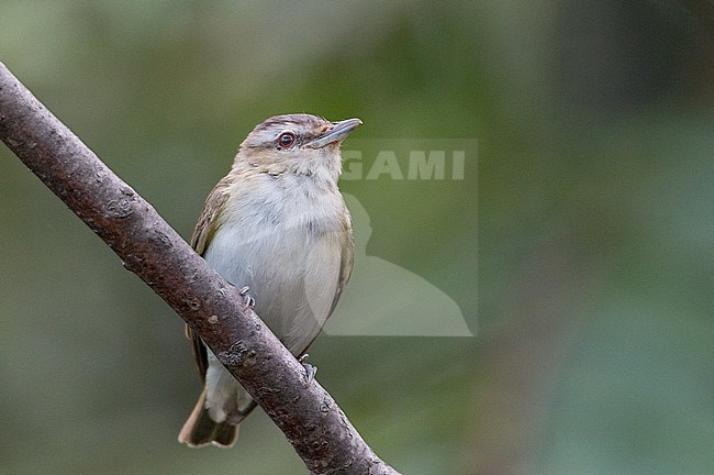 Worn adult Red-eyed Vireo (Vireo olivaceus) perched on a branch during late summer. Photographed at Catharine Creek Marsh near Schuyler, New York in the United States. stock-image by Agami/Ian Davies,