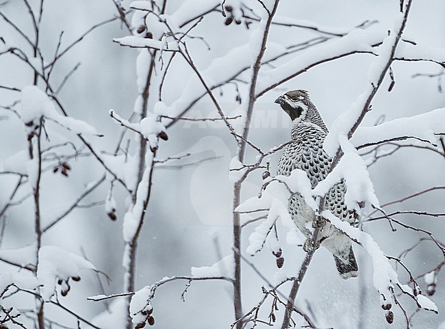 Hazel Grouse (Bonasia bonasia) eating berries in a tree in Kuusamo during a cold winter. stock-image by Agami/Markus Varesvuo,