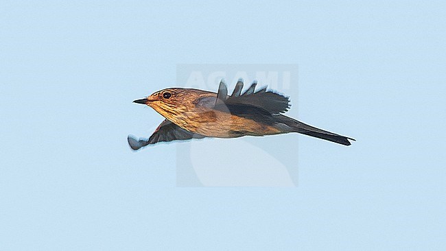 Spotted flycatcher (Muscicapa striata) in flight, in early morning light. stock-image by Agami/Lennart Verheuvel,