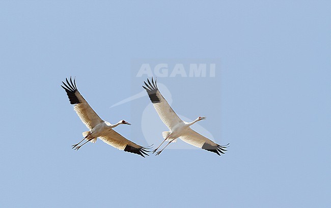 Ernstig bedreigde Siberische Witte Kraanvogels in Chinese overwinteringsgebied; CRITICALLY ENDANGERED Siberian Cranes (Leucogeranus leucogeranus) in Chinese wintering area stock-image by Agami/James Eaton,
