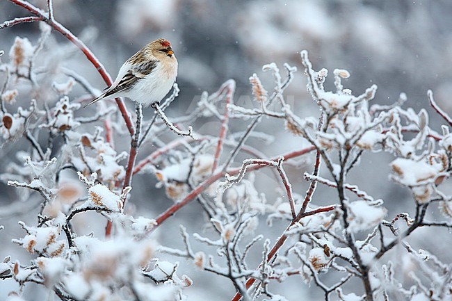 Groenlandse witstuitbarmsijs; Hornemann’s Arctic Redpol stock-image by Agami/Chris van Rijswijk,