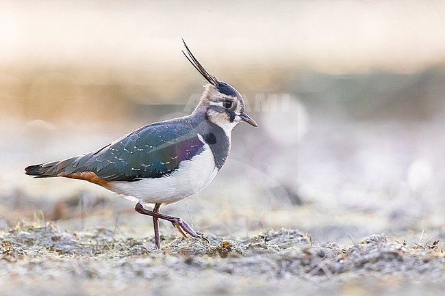 Northern Lapwing, Vanellus vanellus, in Italy. stock-image by Agami/Daniele Occhiato,