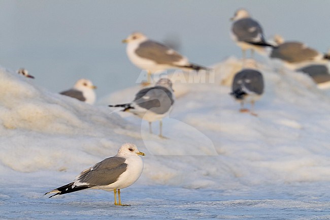 Common Gull - Sturmmöwe - Larus canus ssp. canus, Switzerland, adult stock-image by Agami/Ralph Martin,