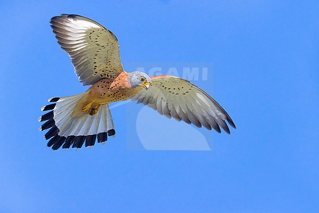 Hovering Lesser Kestrel (Falco naumannis) in Italy. Adult male in flight with a blue sky as background. stock-image by Agami/Daniele Occhiato,