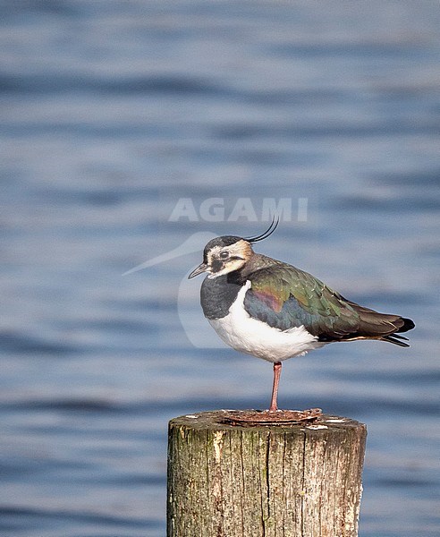 Northern Lapwing (Vanellus vanellus) perched on a pole with blue in the background stock-image by Agami/Roy de Haas,