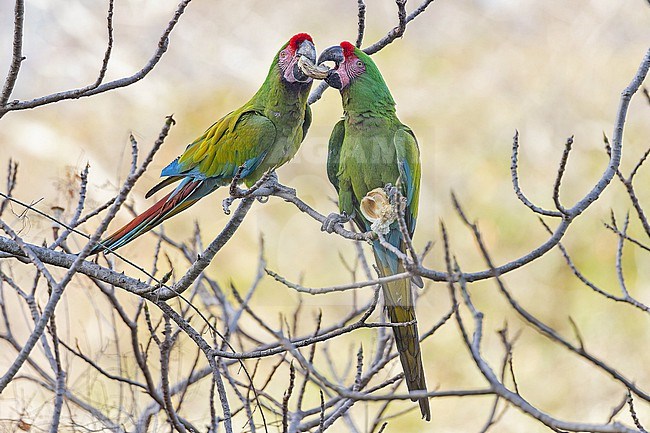 Military Macaw, Ara militaris, in Western Mexico. stock-image by Agami/Pete Morris,