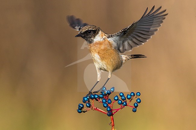 Mannetje Roodborsttapuit; Male European Stonechat stock-image by Agami/Daniele Occhiato,