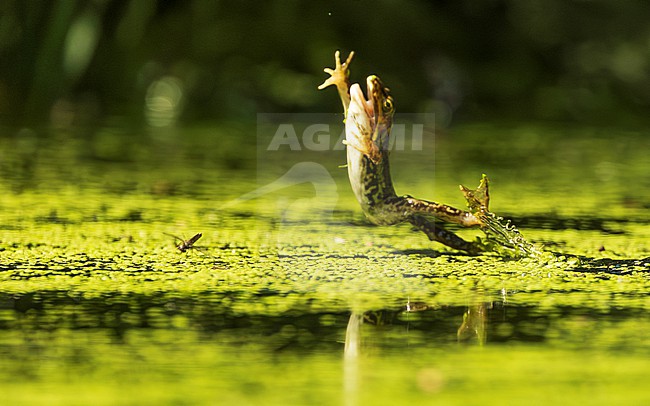 Green frog unknown, (Pelophylax spec.) leaping out of the water with hands up, hunting for a fly stock-image by Agami/Lennart Verheuvel,