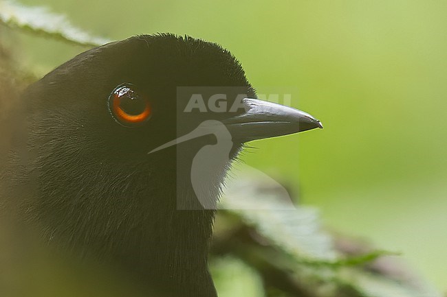 Lesser Melampitta (Melampitta lugubris) Perched on a branch in Papua New Guinea stock-image by Agami/Dubi Shapiro,