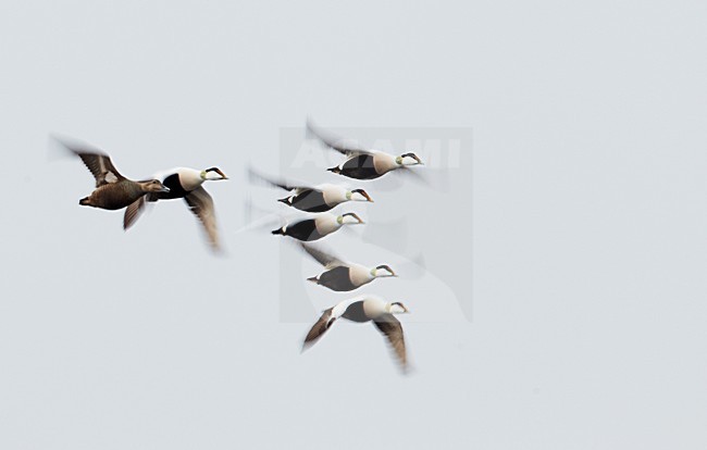 Groep Eiders in de vlucht; Flock of Common Eiders in flight stock-image by Agami/Markus Varesvuo,