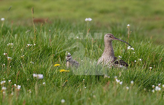 Adult Eurasian Curlew (Numenius arquata arquata) with chicks in a meadow in Scania, Sweden stock-image by Agami/Helge Sorensen,