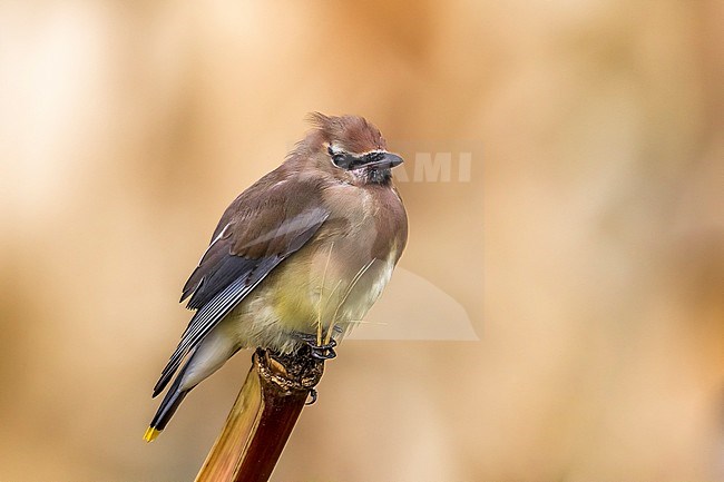 1st winter Cedar Waxwing perched on a corn in Middle Fields, Corvo, Azores. October 2013. stock-image by Agami/Vincent Legrand,