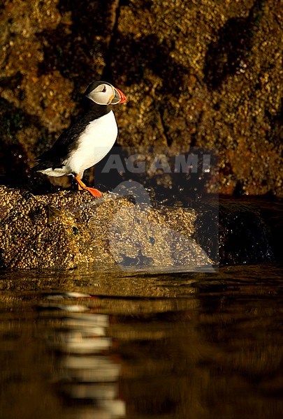 Papegaaiduiker, Atlantic Puffin stock-image by Agami/Danny Green,