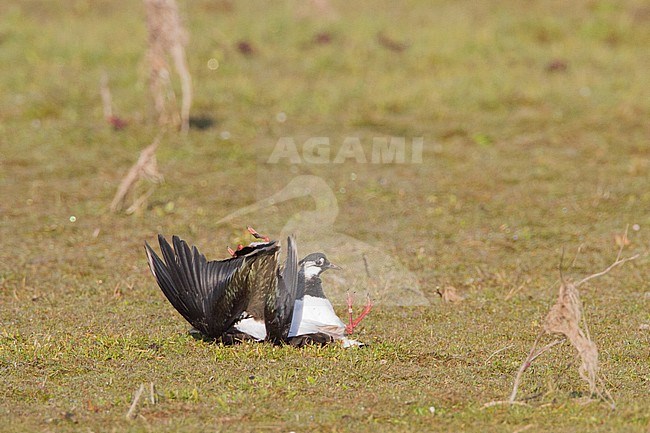 Kievit; Lapwing; Vanellus vanellus stock-image by Agami/Menno van Duijn,