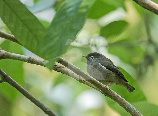 Black-capped speirops (Zosterops lugubris). An endemic white-eye to São Tomé island. stock-image by Agami/Pete Morris,