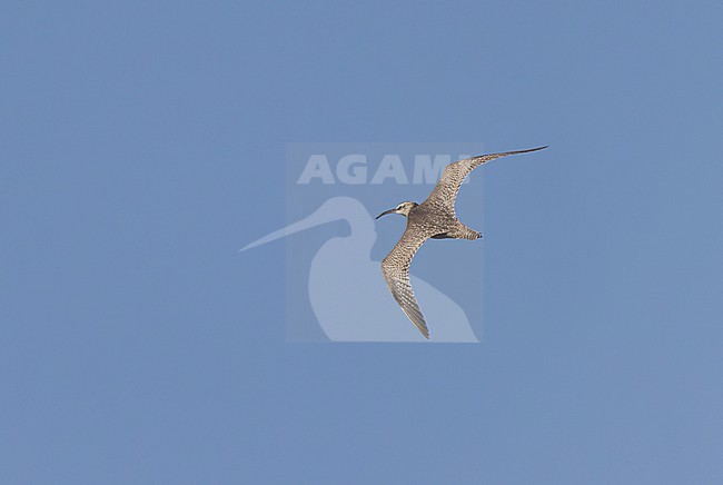 Hudsonian Whimbrel (Numenius hudsonicus) in flight over the airport of Vila do Corvo on Corvo island. stock-image by Agami/David Monticelli,
