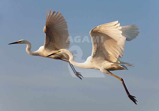 Grote Zilverreiger; Great Egret (Egretta alba) Hungary May 2008 stock-image by Agami/Markus Varesvuo / Wild Wonders,