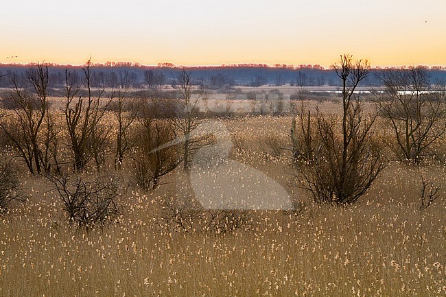 Panoramic view of the Netherlands. Nature reserve Oostvaardersplassen at dawn. stock-image by Agami/Menno van Duijn,