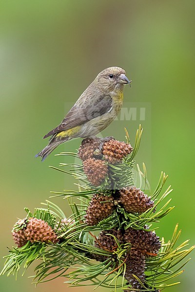 Adult female
Jefferson Co., CO
June 2023 stock-image by Agami/Brian E Small,