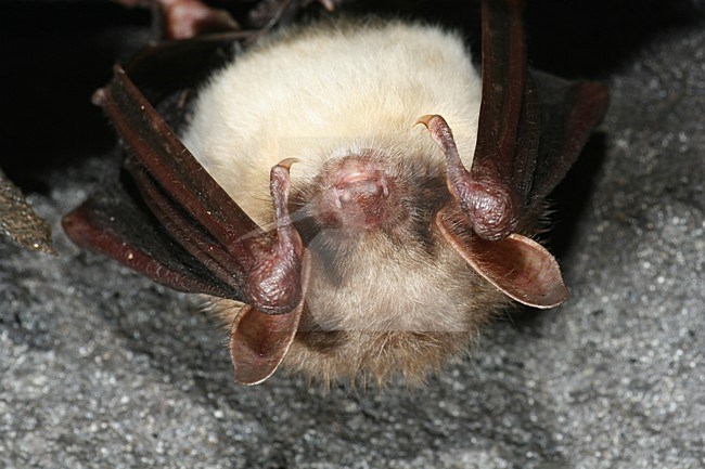 Vale vleermuis hangend; Greater mouse-eared bat hanging stock-image by Agami/Theo Douma,