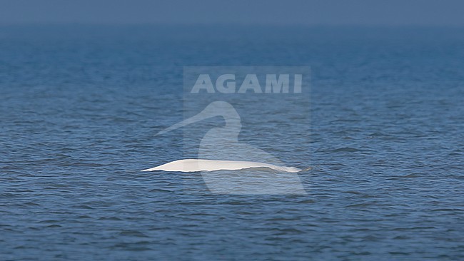 Beluga Whale (Delphinapterus leucas) swimming off Julianadorp, Noord Holland, the Netherlands. stock-image by Agami/Vincent Legrand,